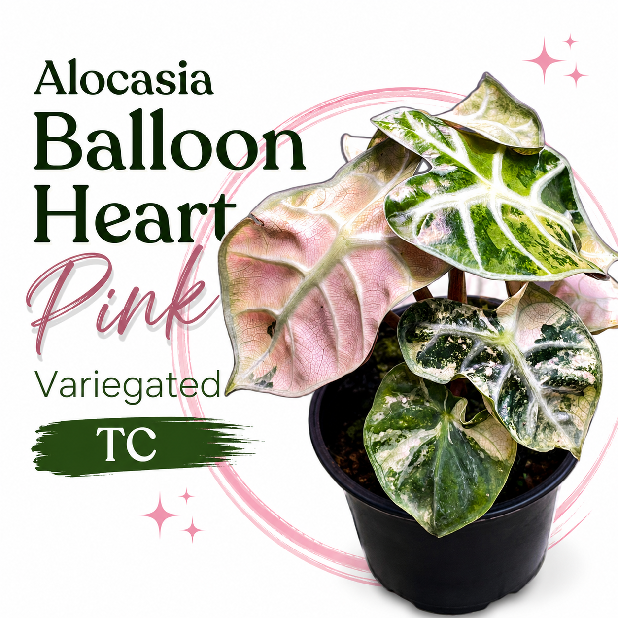 Alocasia Balloon Heart Pink Variegated