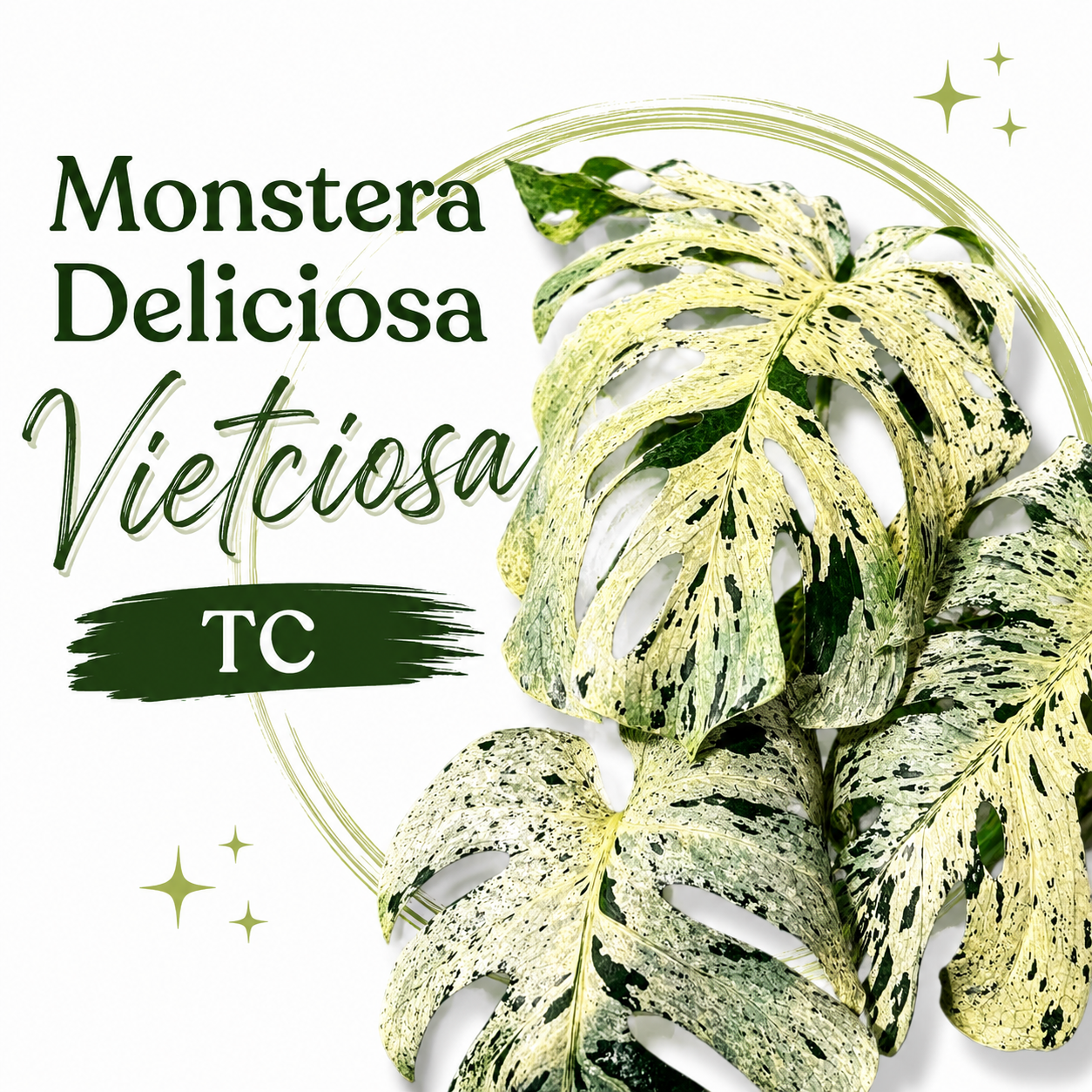 Monstera Deliciosa Vietciosa