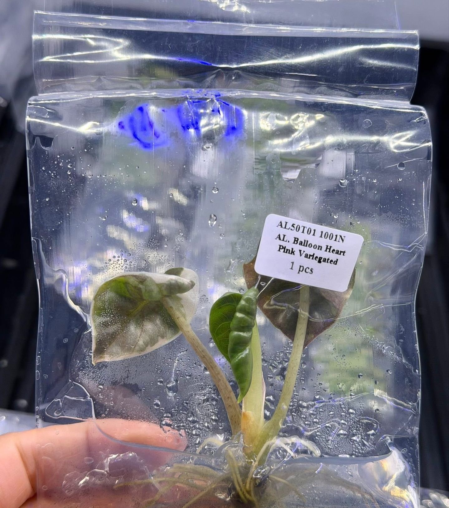 Premium Tissue Cultures