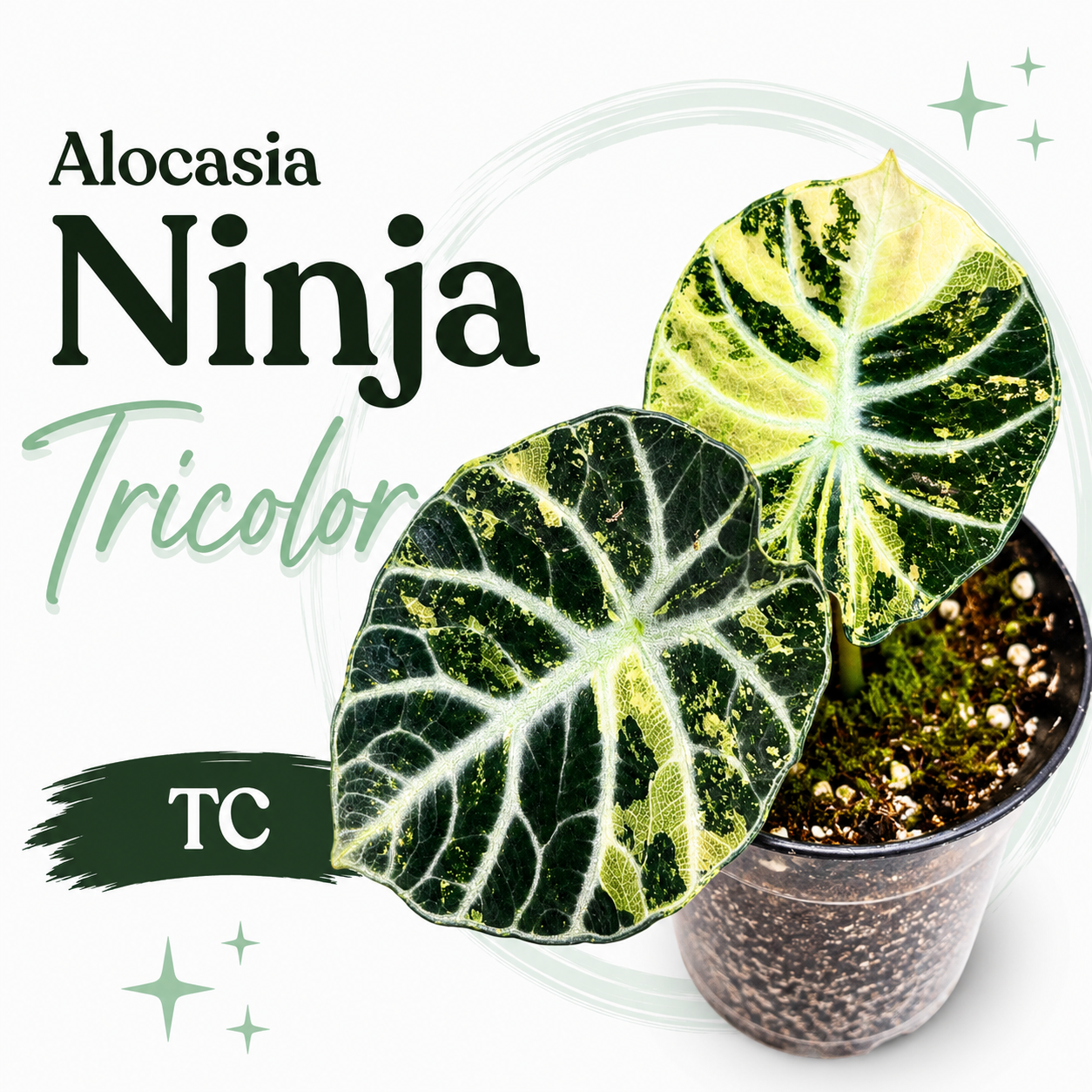 Alocasia Ninja TriColor