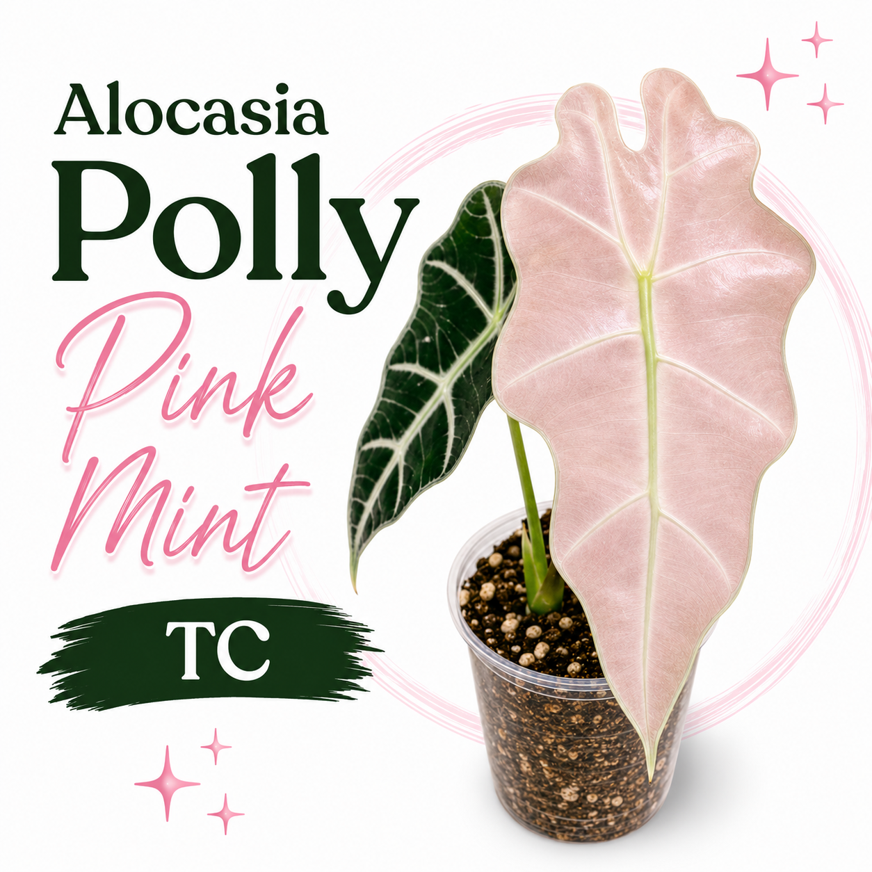 Alocasia Polly Pink Mint