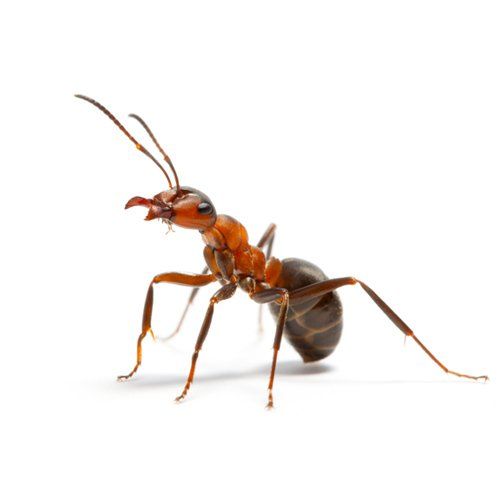 Ants Images