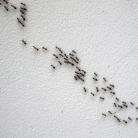 Ant Icon