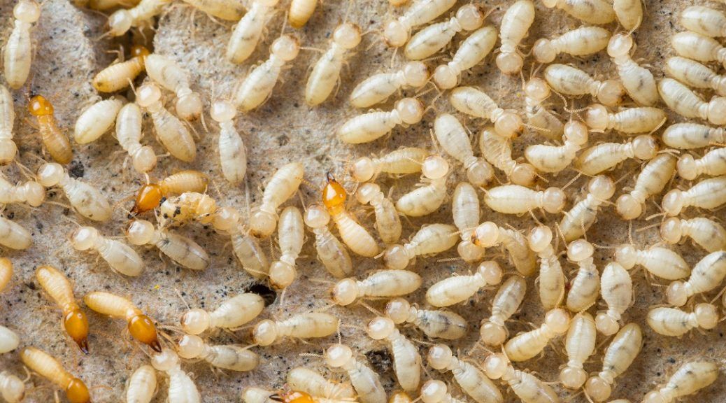 termite Images