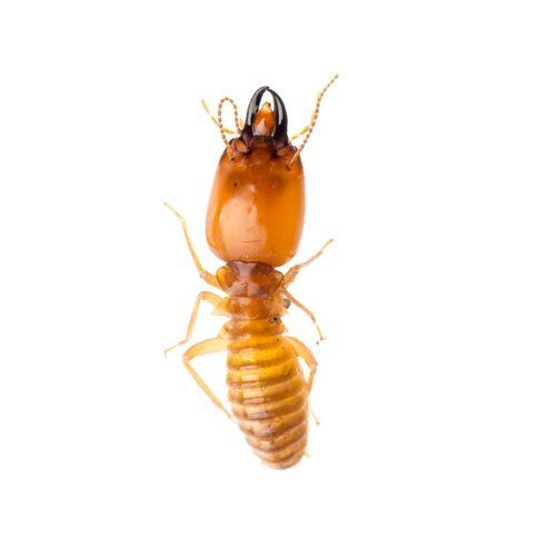 Termite Image