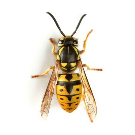 Wasps Image