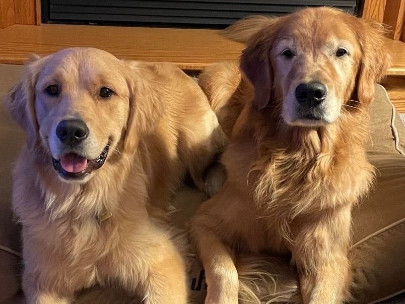 Two golden retrievers are laying next to each other on a cardboard box.