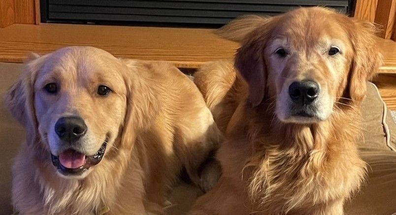 Two golden retrievers are laying next to each other on a cardboard box.