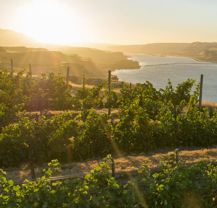 The sun is setting over a vineyard with a river in the background.