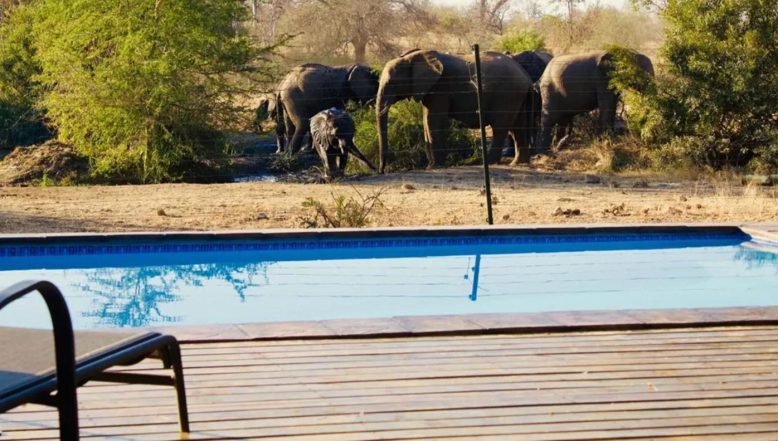 Elephants at the edge of a pool; deck chair in foreground.