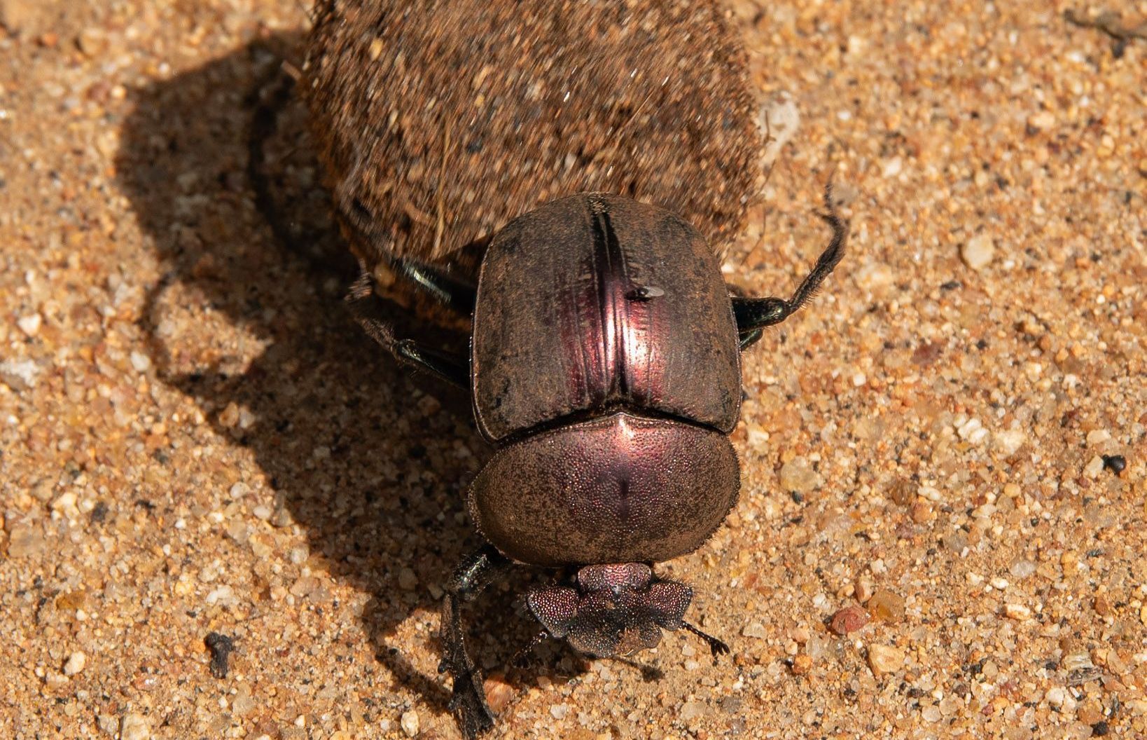 a close up of a beetle laying on the ground .