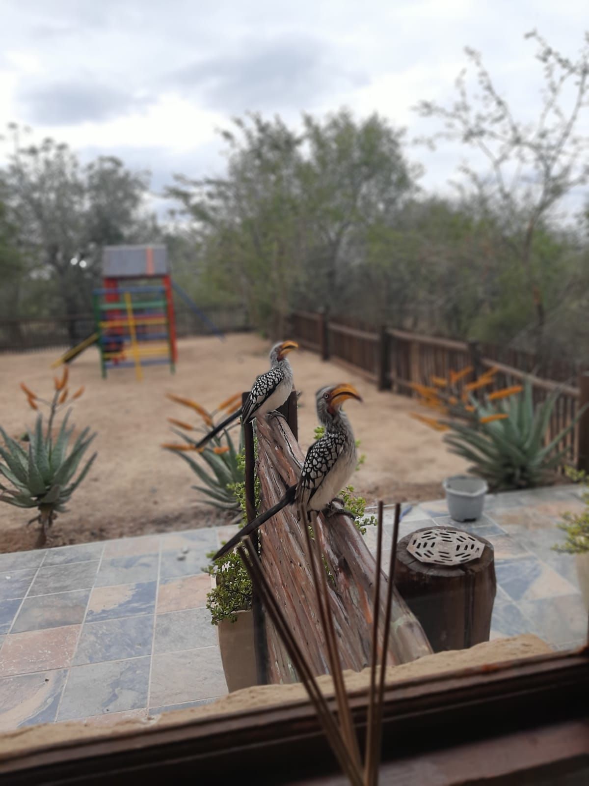 two birds are sitting on a wooden bench in front of a window .