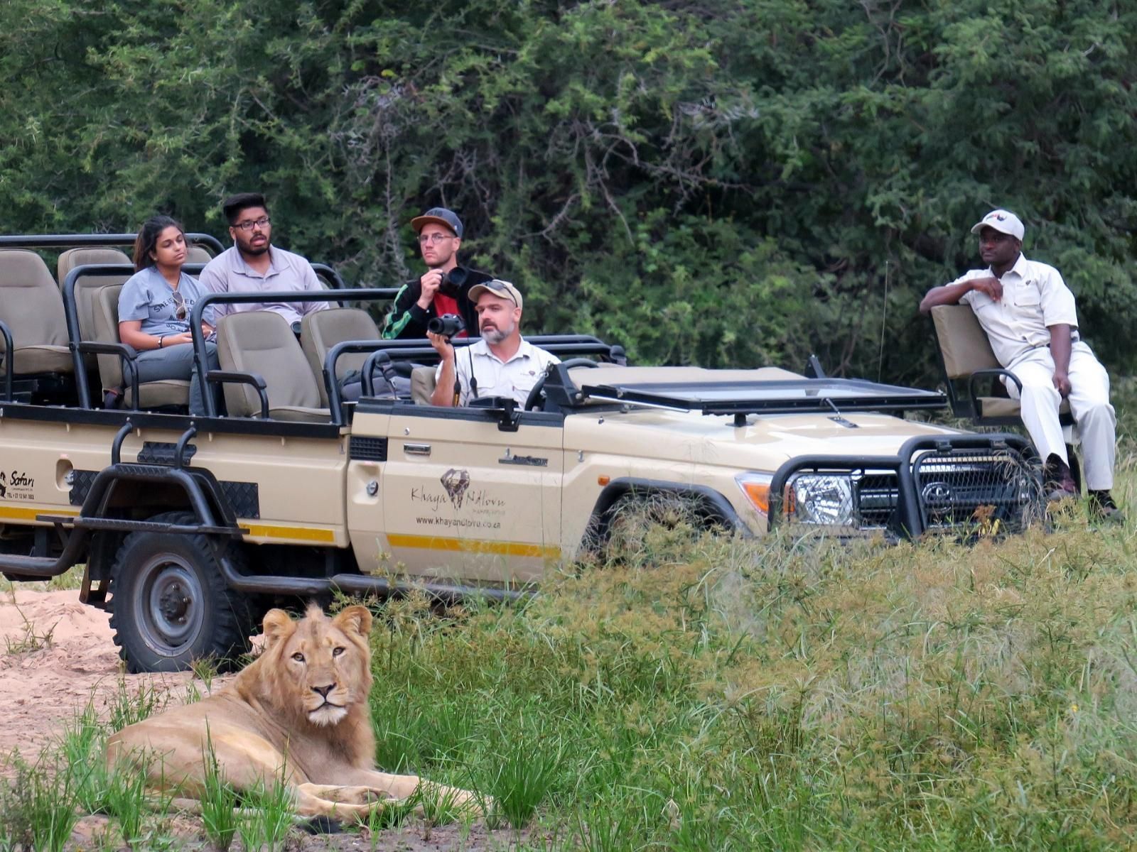 a group of people are sitting in a jeep looking at a lion