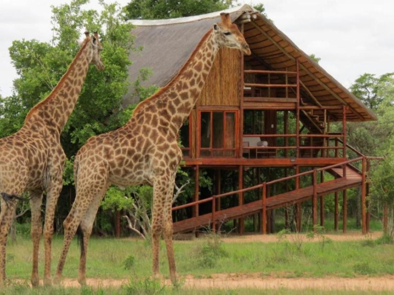 Two giraffes stand near a wooden safari lodge with a thatched roof.