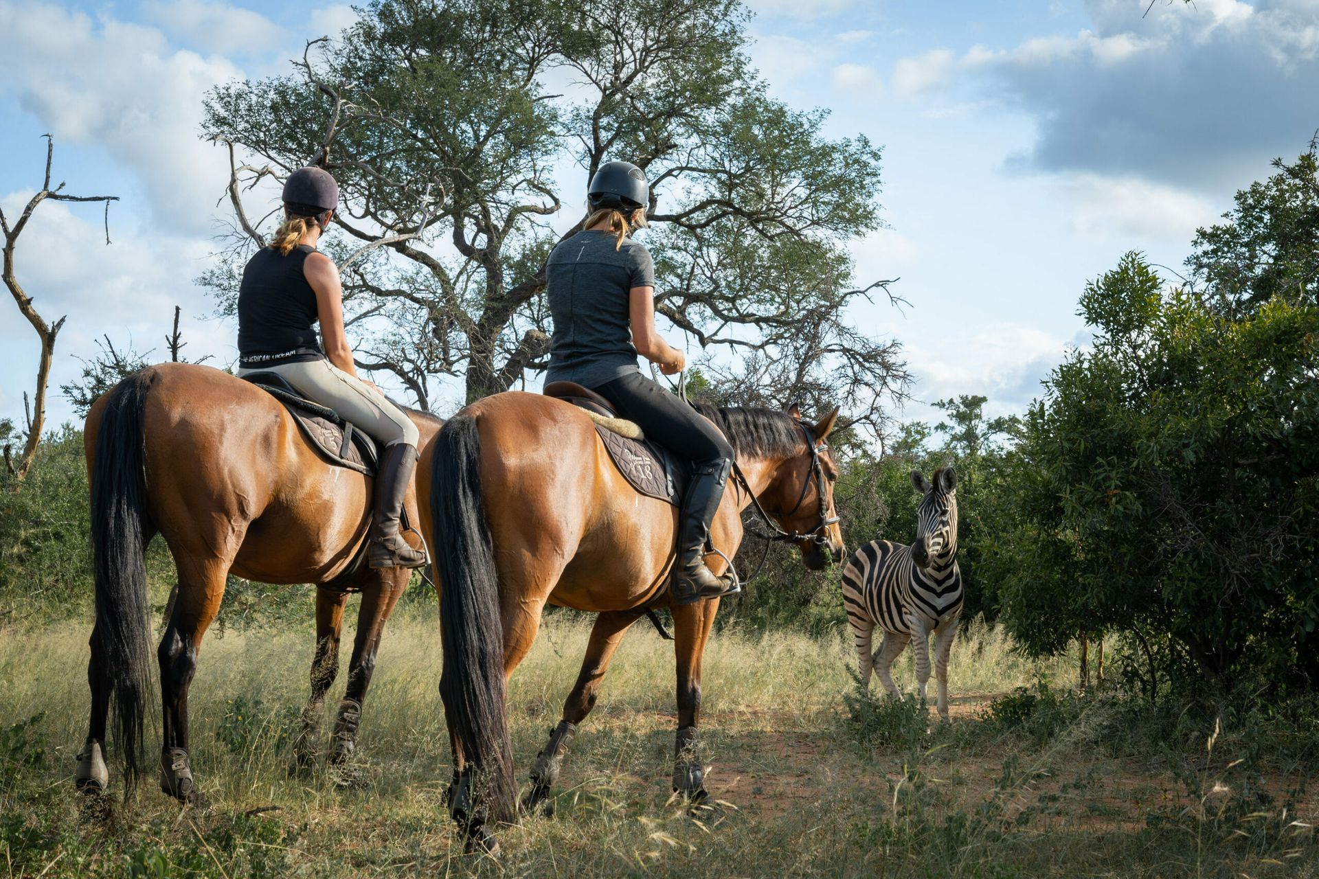 two people are riding horses in a field with a zebra in the background .