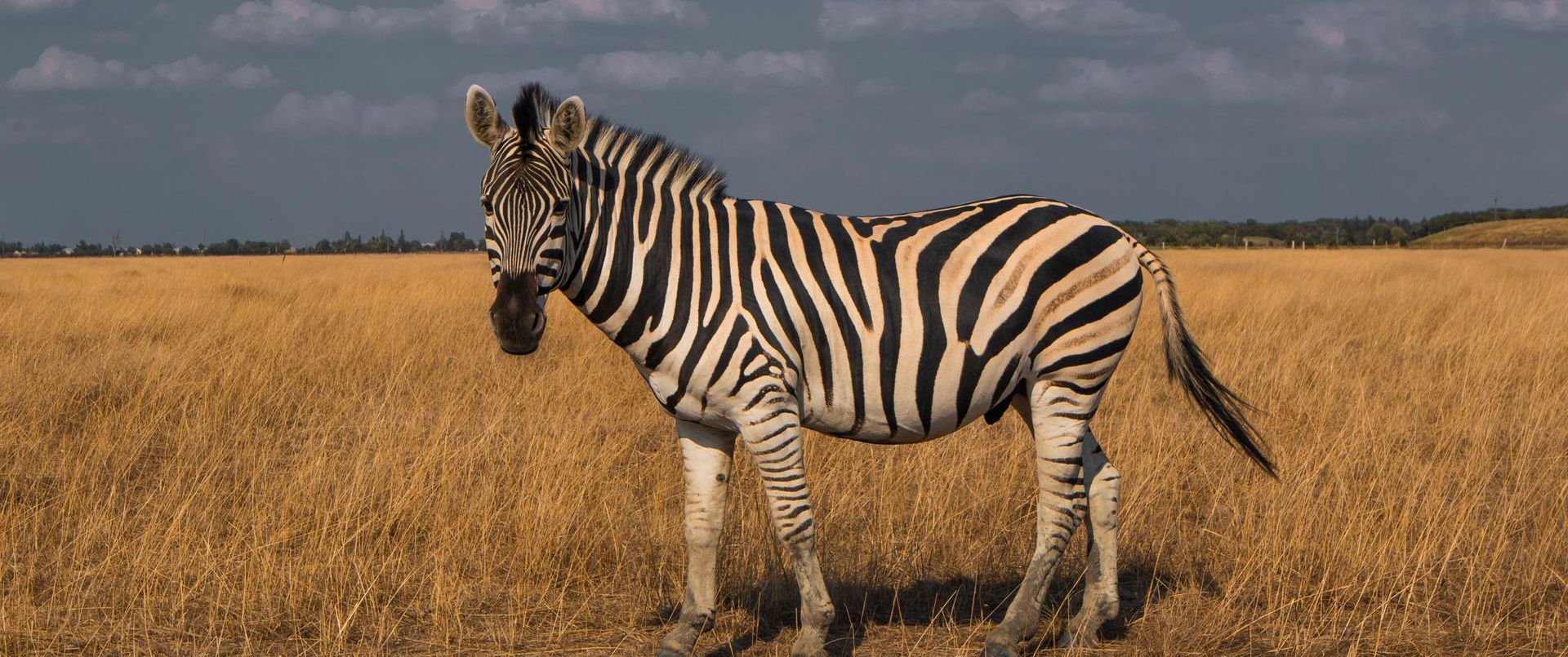 a zebra is standing in a field of dry grass .