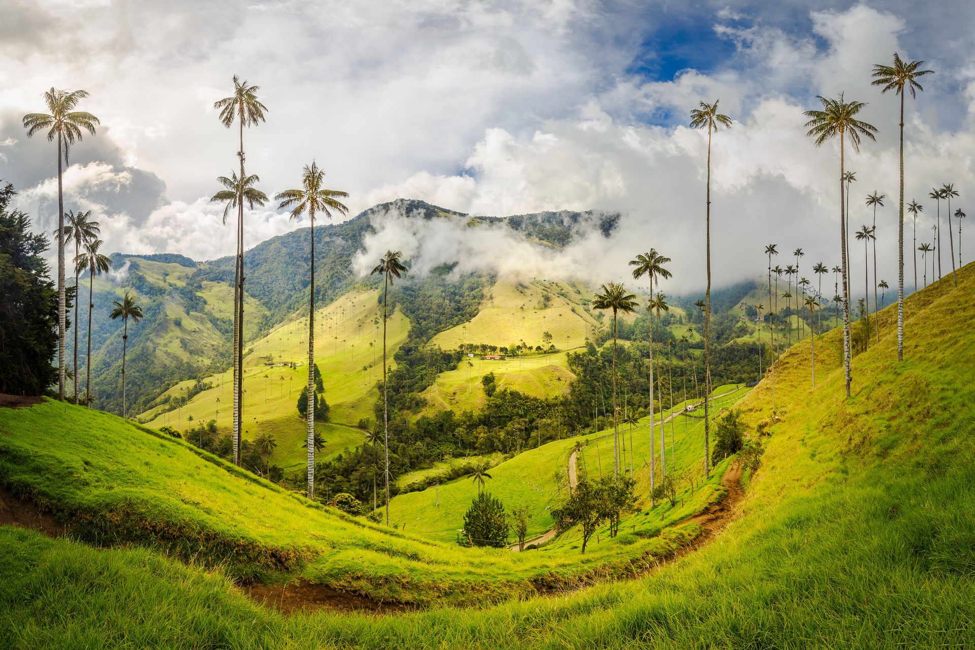 Palmas de cera en el Valle del Cocora, ícono del Eje Cafetero Colombia, uno de los paisajes más representativos del turismo en Colombia.
