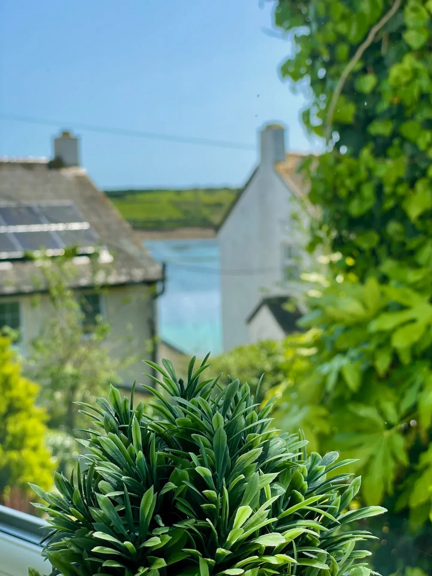 Green plant in foreground; white buildings and blue water in background. Sunny day.