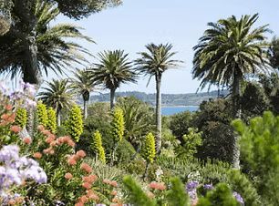 Palm trees and colorful flowers in a garden overlooking the water on a sunny day.