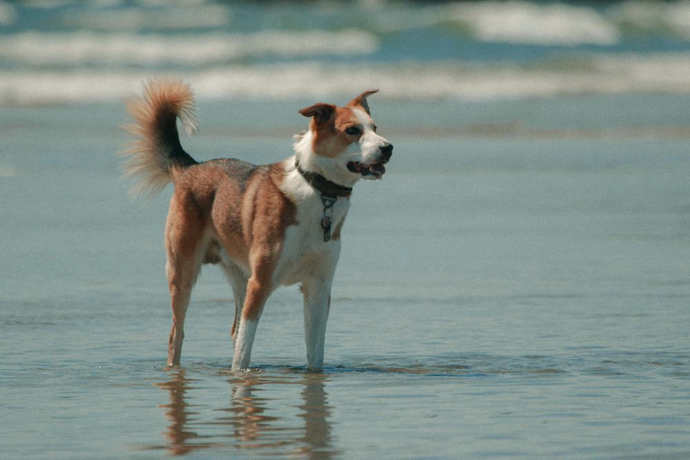 Dog with brown and white fur stands in shallow ocean water at the beach.