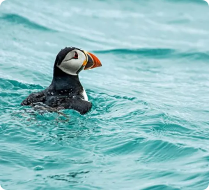 Puffin with black, white, and orange beak, swims in turquoise water.