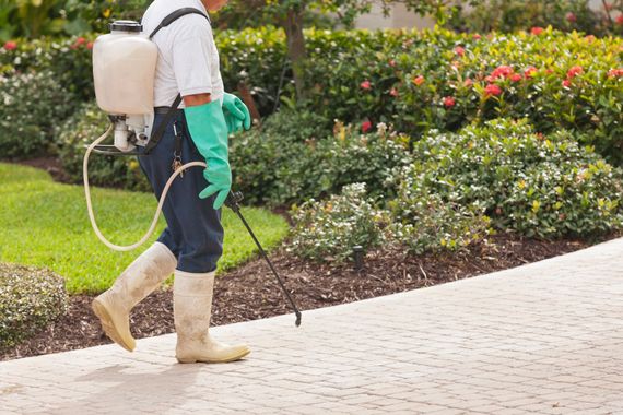 A man is spreading pest control on a lawn in front of a brick building.