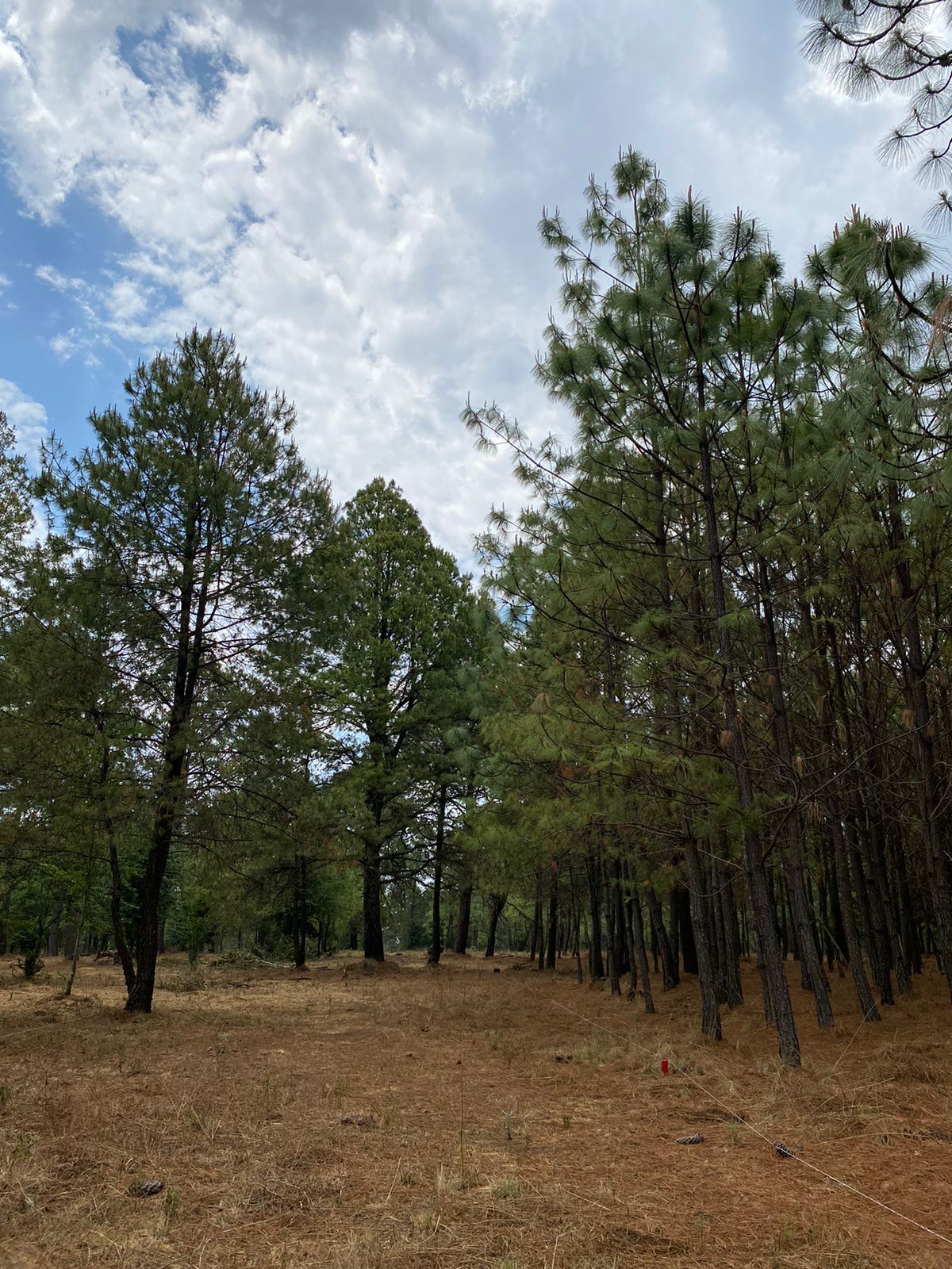 Una hilera de pinos en un bosque con un cielo nublado al fondo.