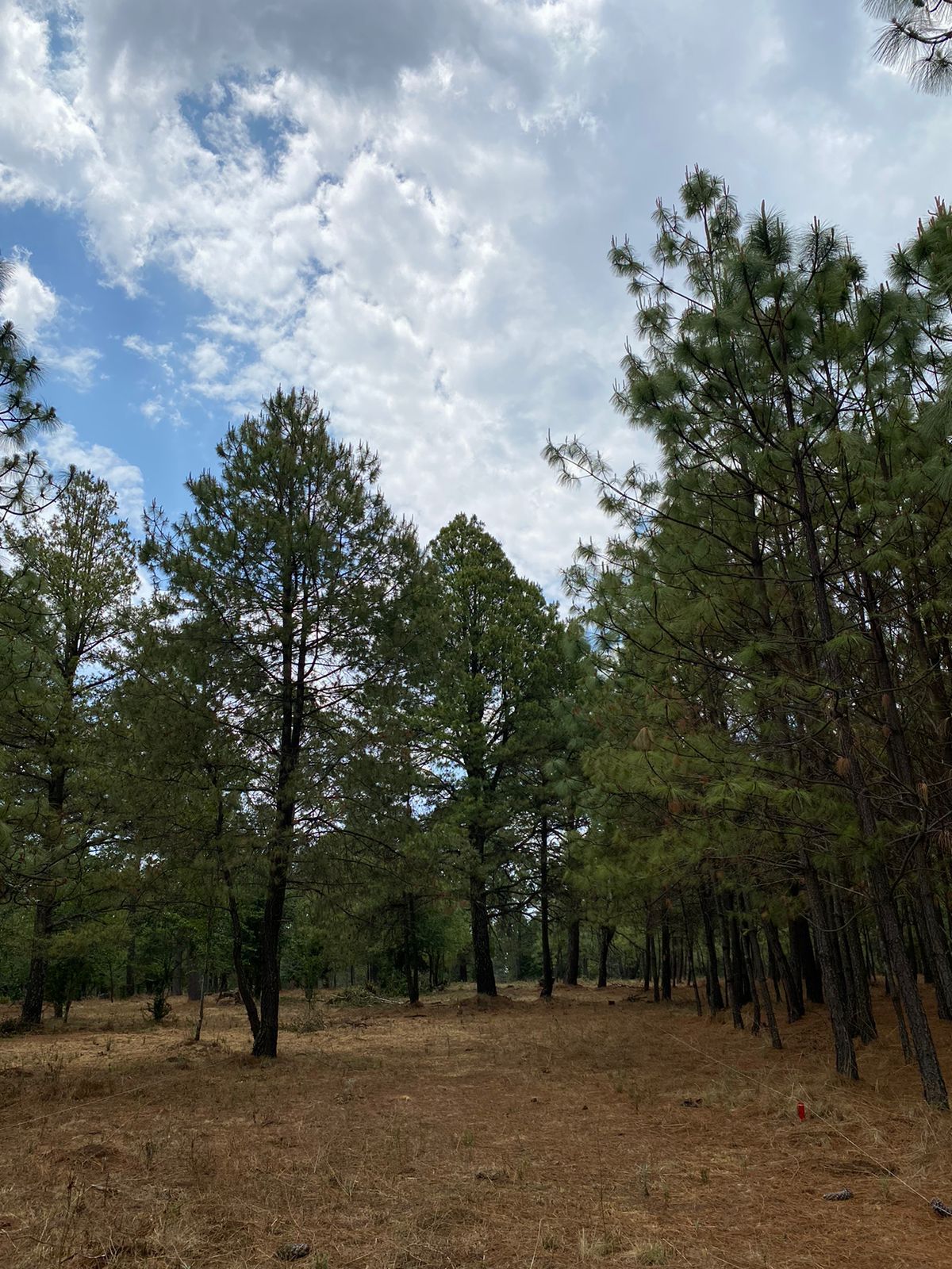 Una hilera de pinos en un campo con un cielo azul de fondo.