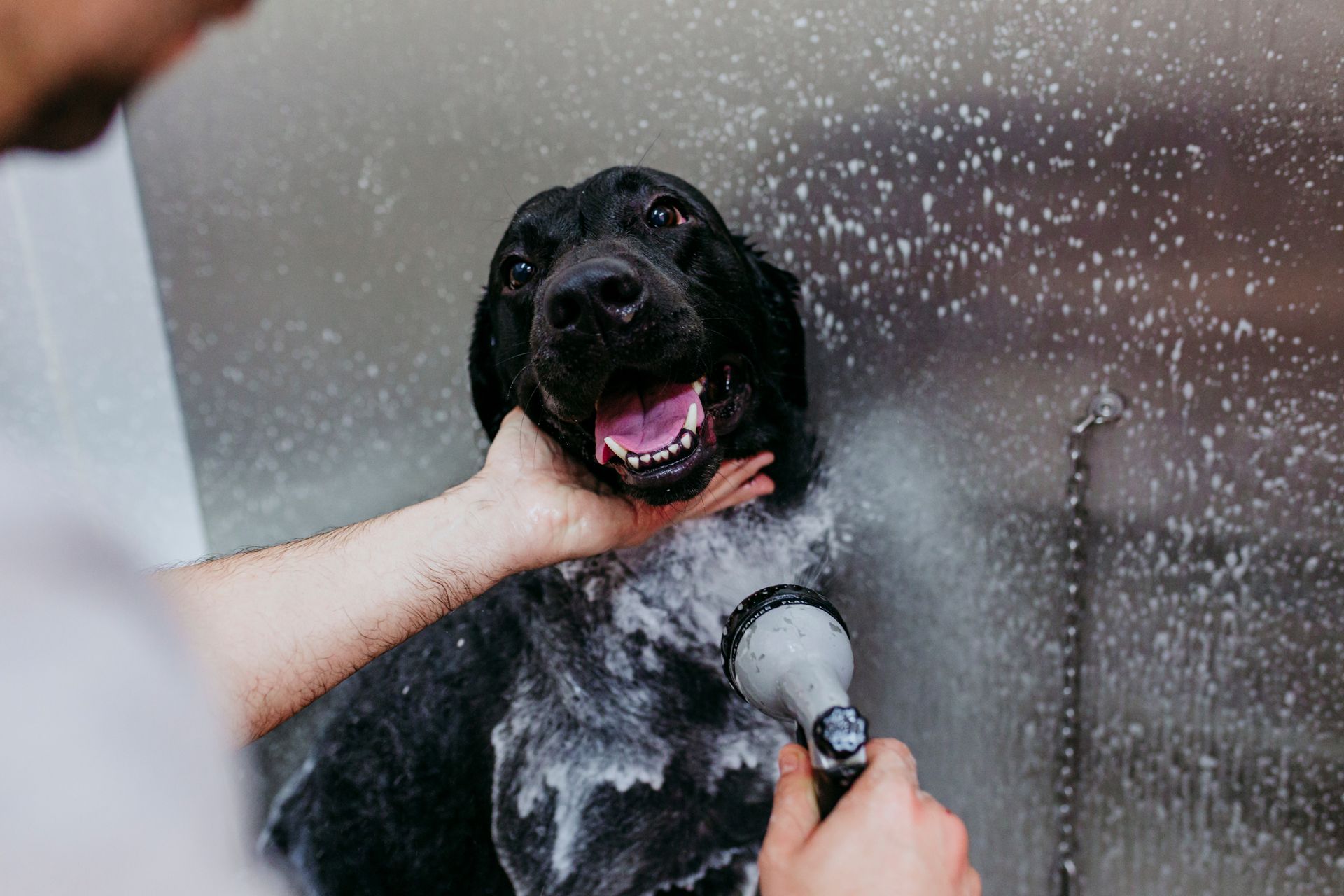 A man is washing a black dog in a bathtub.
