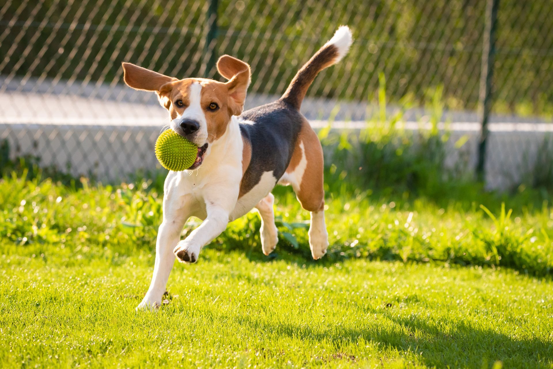 A beagle dog is running with a tennis ball in its mouth.