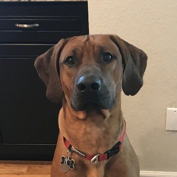 ACE Pet Services took great care of Max, a Rhodesian Ridgeback while his parents were out of town