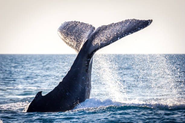 A humpback whale is breaching out of the ocean