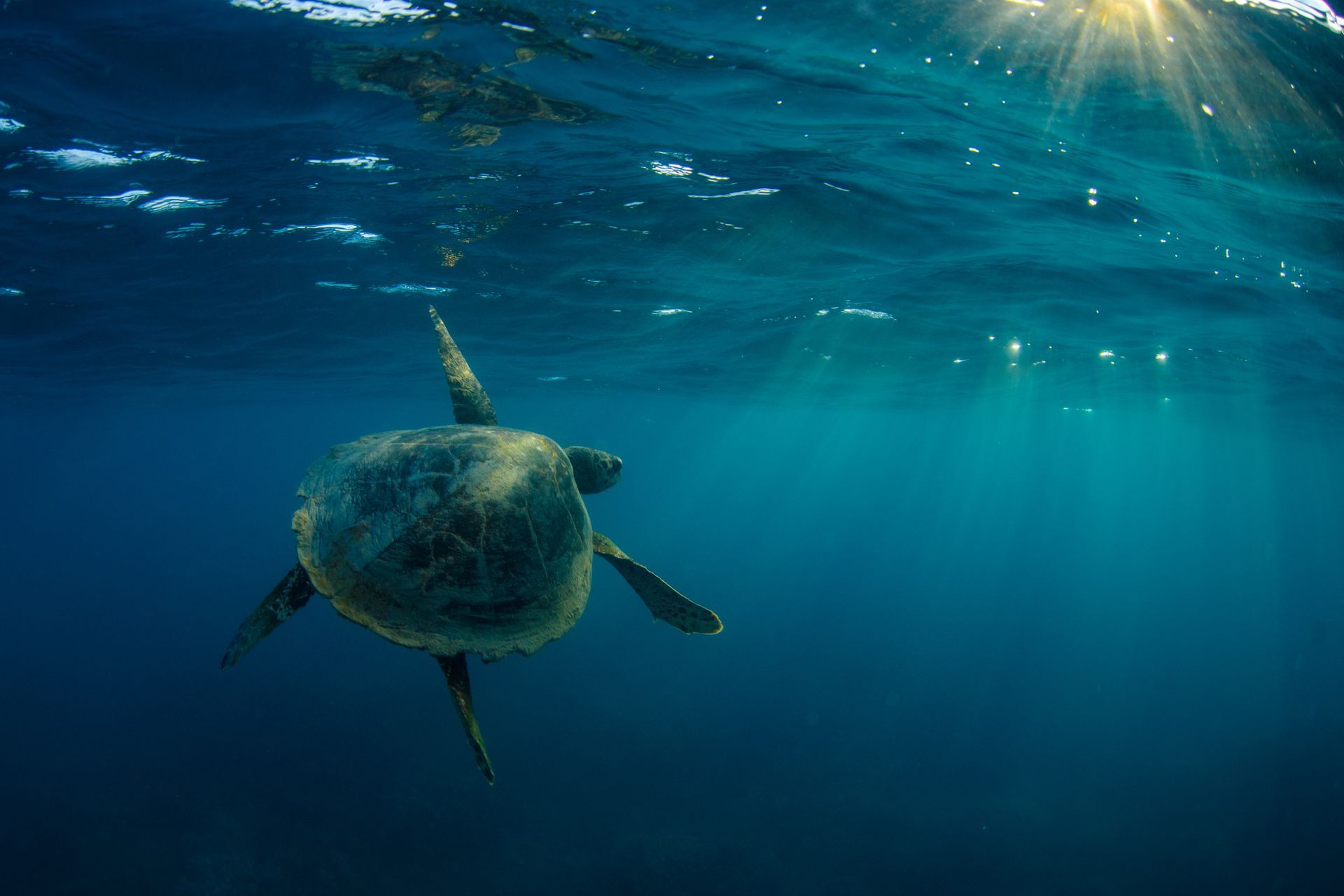 A man is swimming with a sea turtle in the ocean.