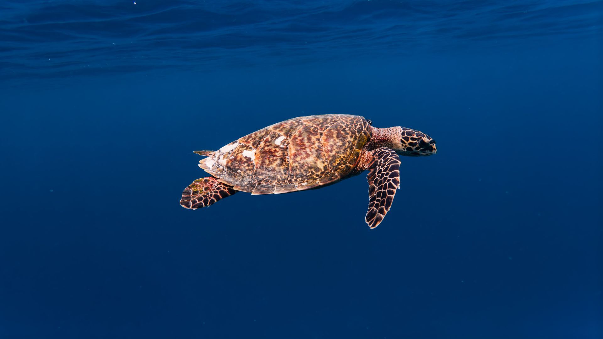 A woman is swimming with a turtle in the ocean.