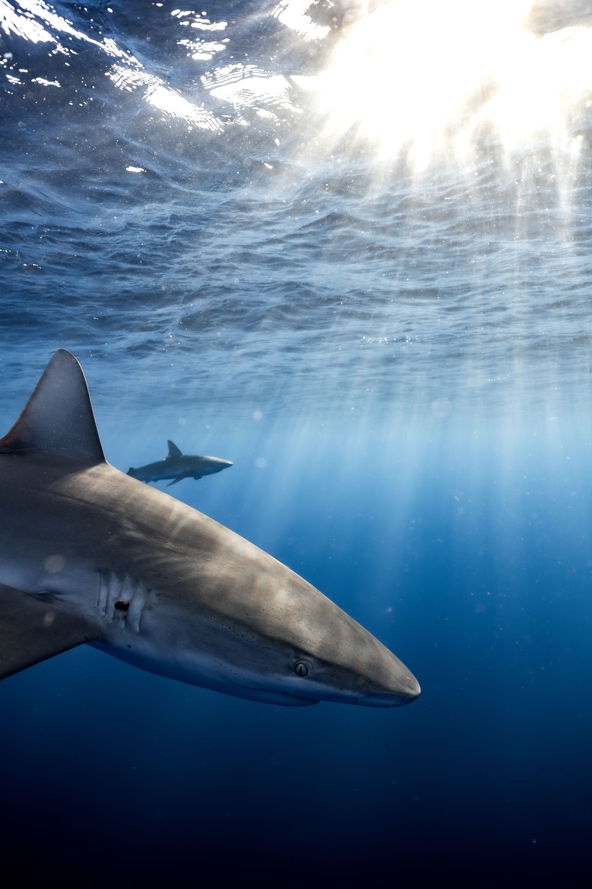 Two sharks swim in the deep blue ocean, sunlight filtering through the water.