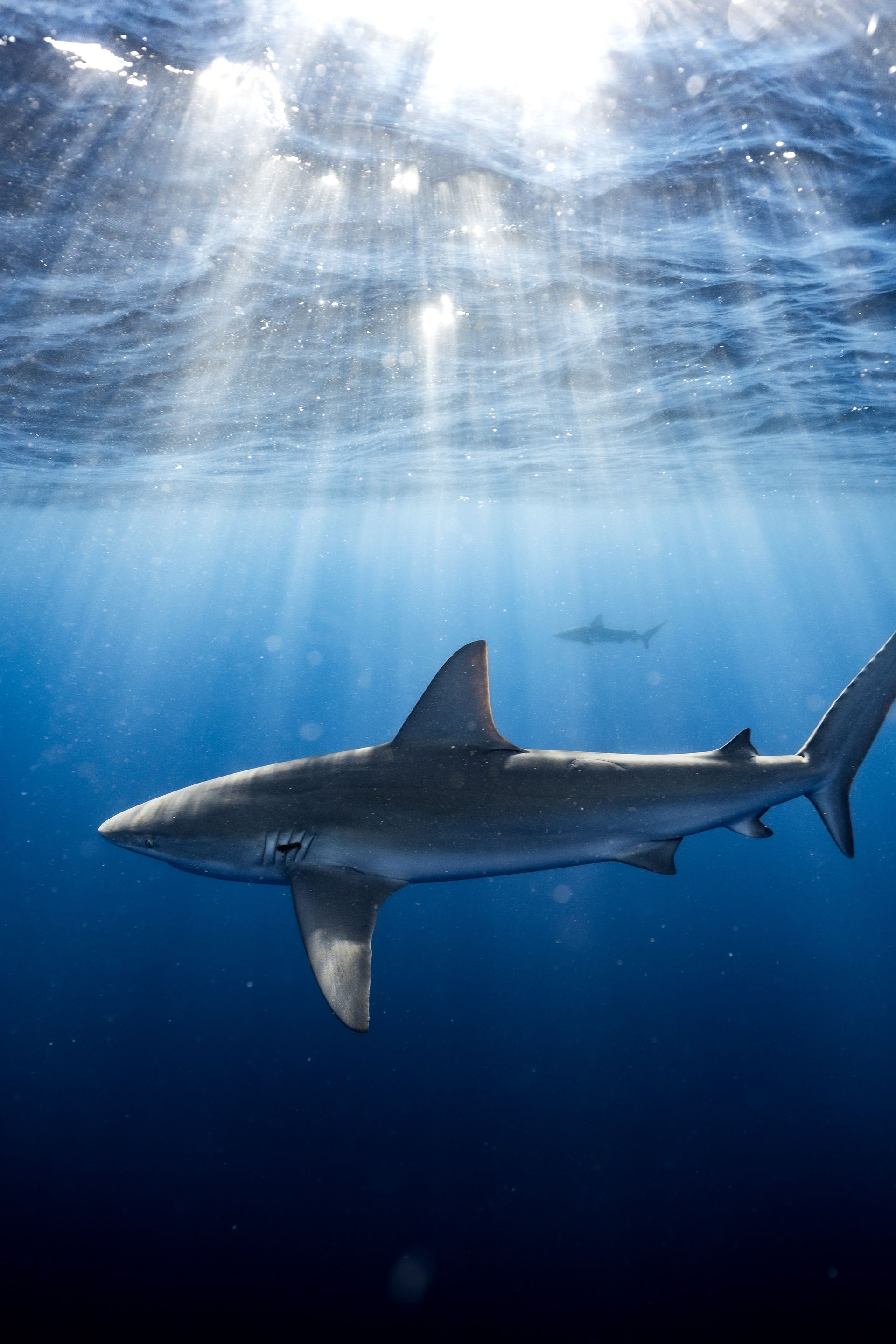 Shark swims in blue ocean, sunlight beams through the water.