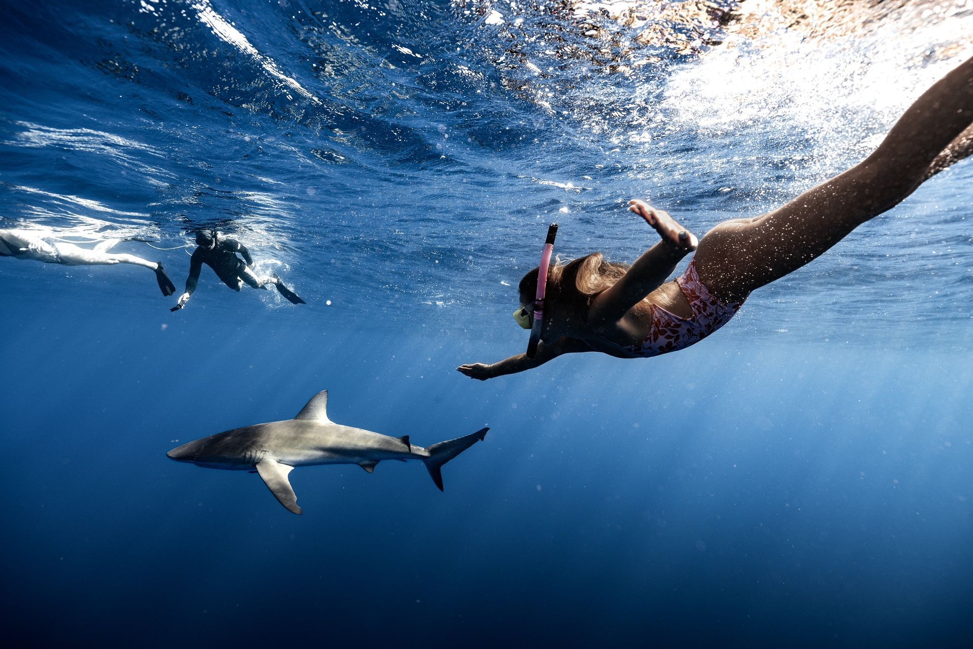 Woman snorkeling near a shark in blue water; two other snorkelers in the distance.