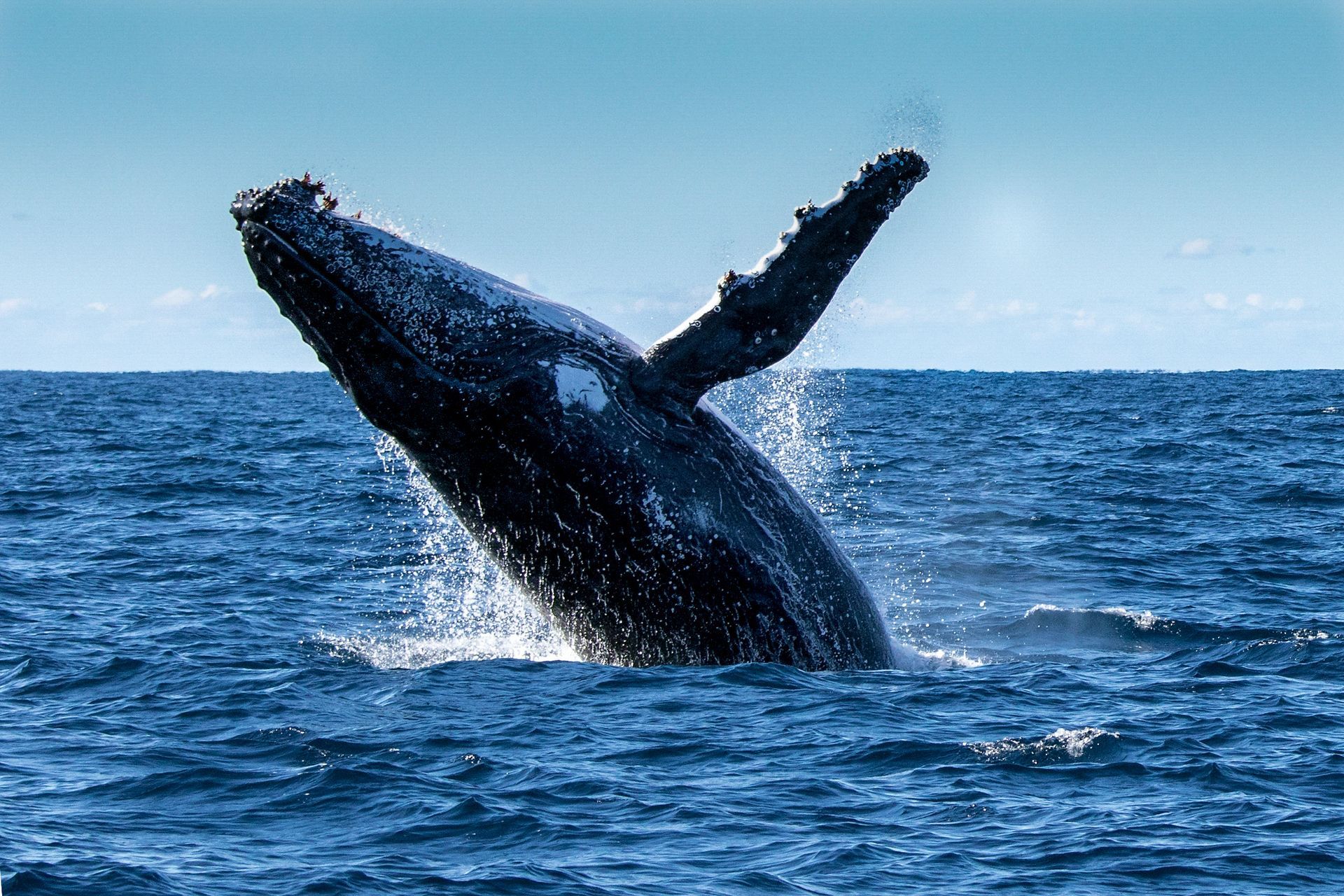 A humpback whale is jumping out of the ocean.