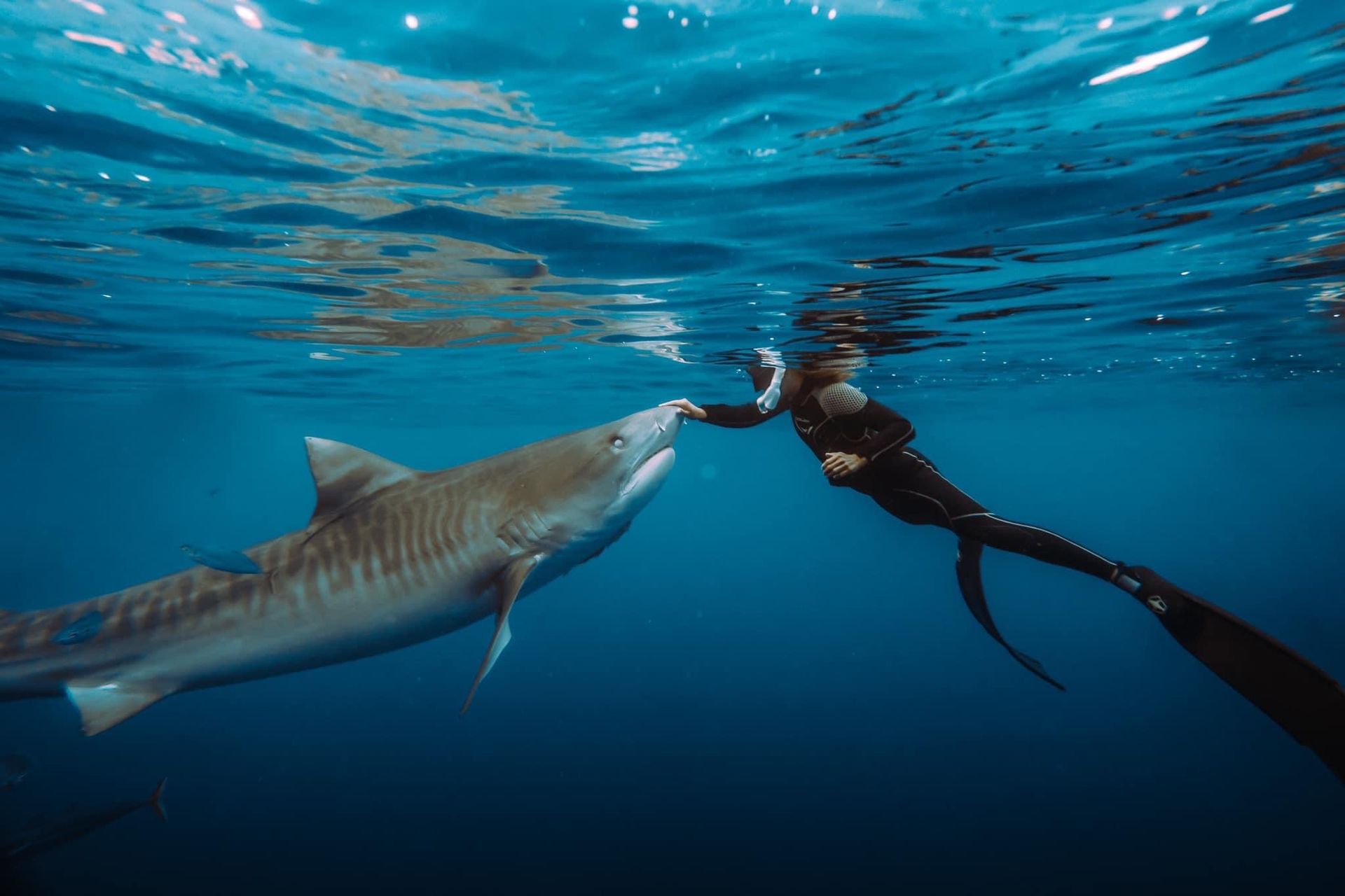 Diver touching a large tiger shark underwater. Blue water. Diver in black wetsuit, shark with striped markings.