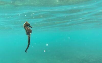 A seahorse is swimming in the ocean.