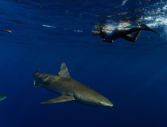 A person is swimming in the ocean near a coral reef.