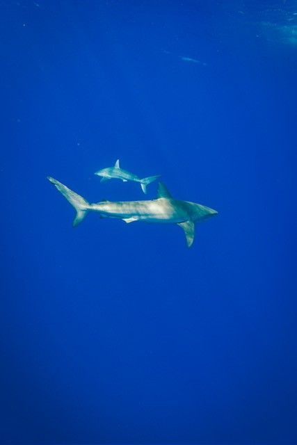 A group of people are standing on the back of a boat in the ocean.