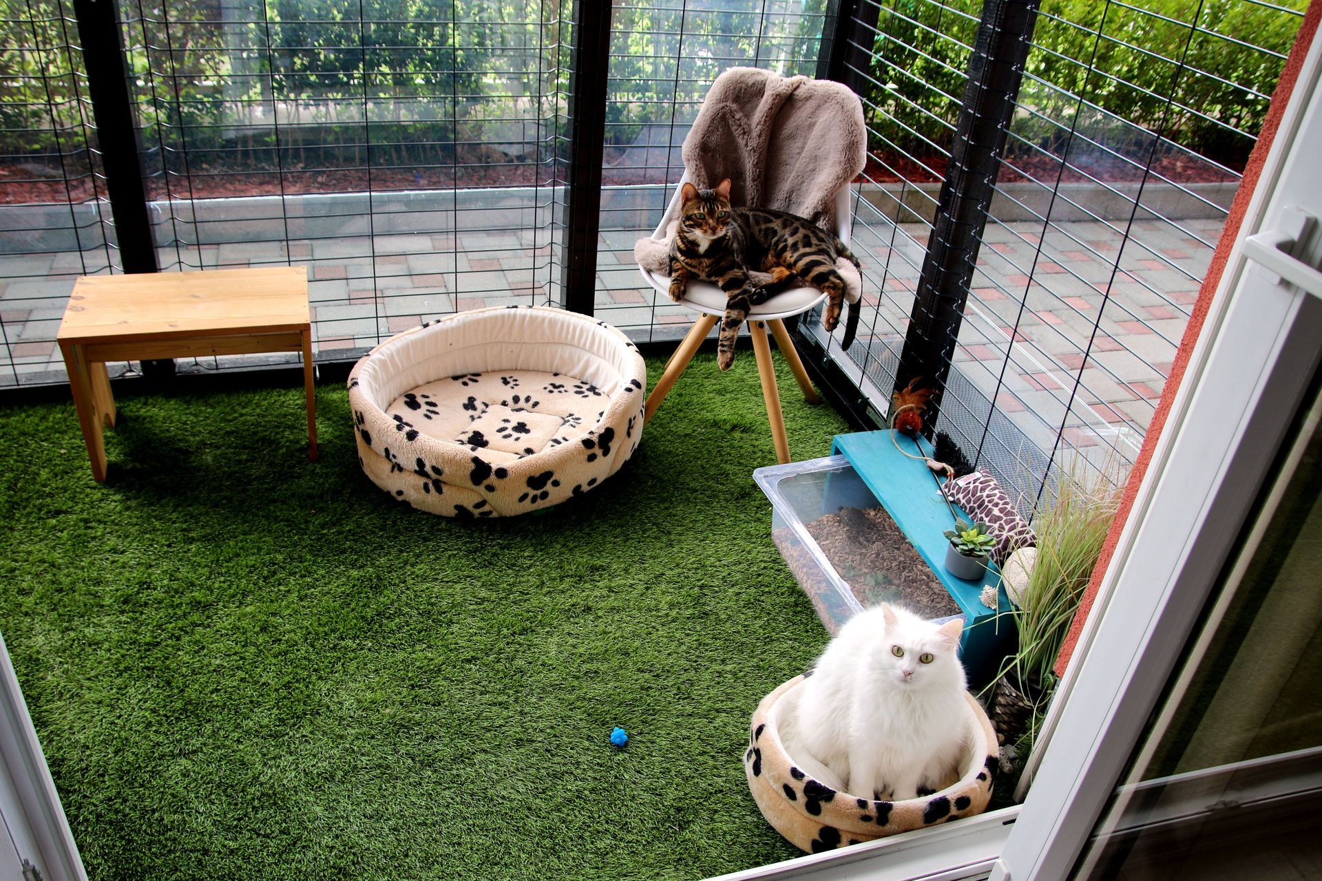 Cat Enclosure With Artificial Turf, Featuring Two Cats — Metal Fencing Supplies In Wingham, NSW
