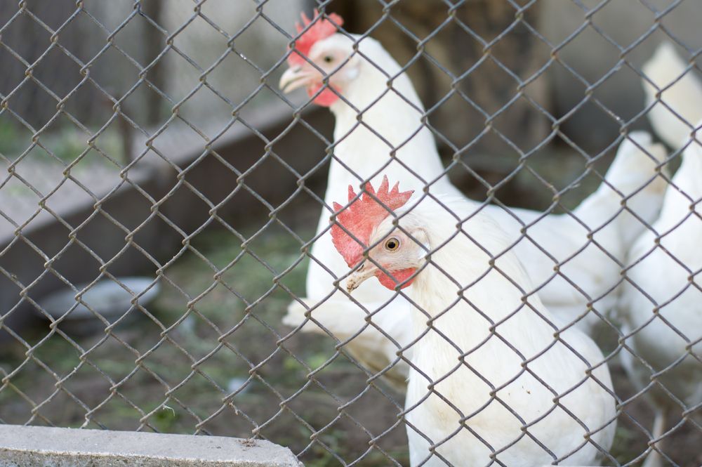 White Chickens With Red Combs Behind a Chain Link Fence — Metal Fencing Supplies In Taree, NSW