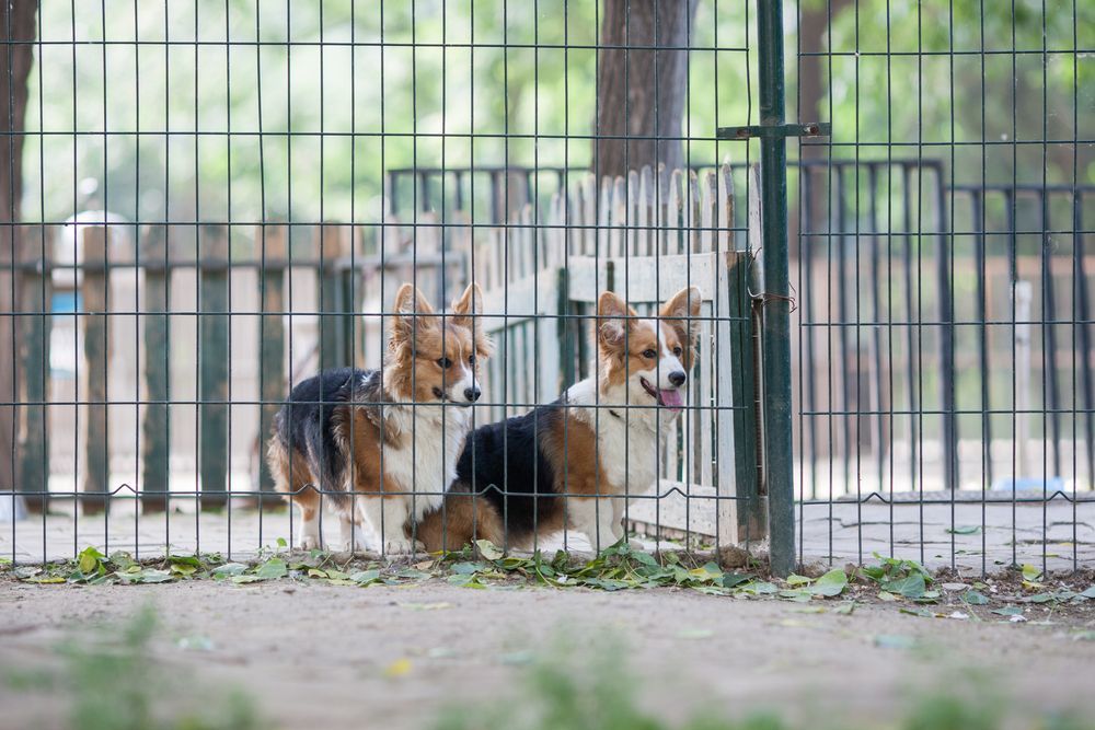Two Corgi Dogs in a Fenced Dog Park, One With Tongue Out, Both Looking Forward — Metal Fencing Supplies In Taree, NSW