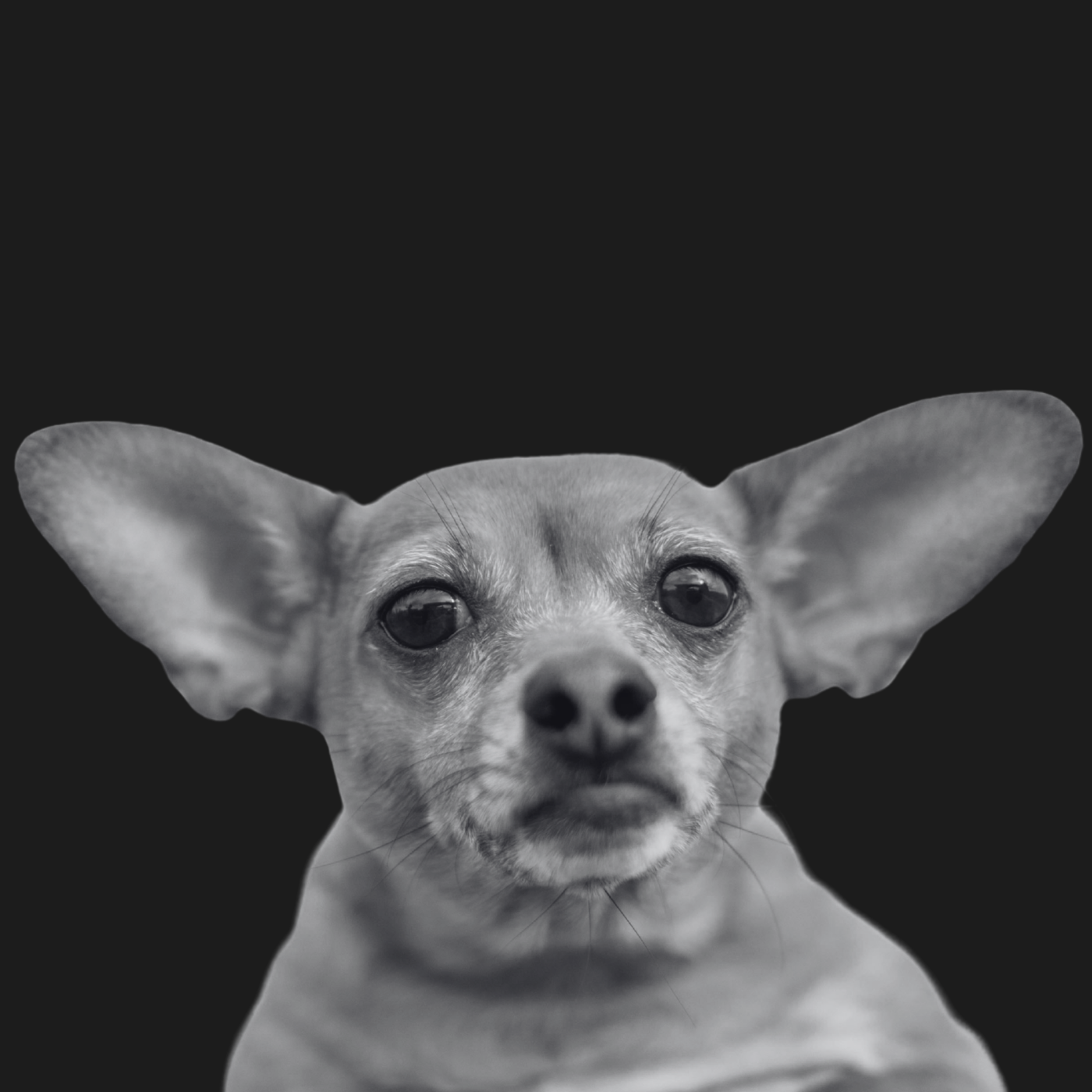 Reba Davis, yoga studio pup at MORTAL Yoga + Wellness.