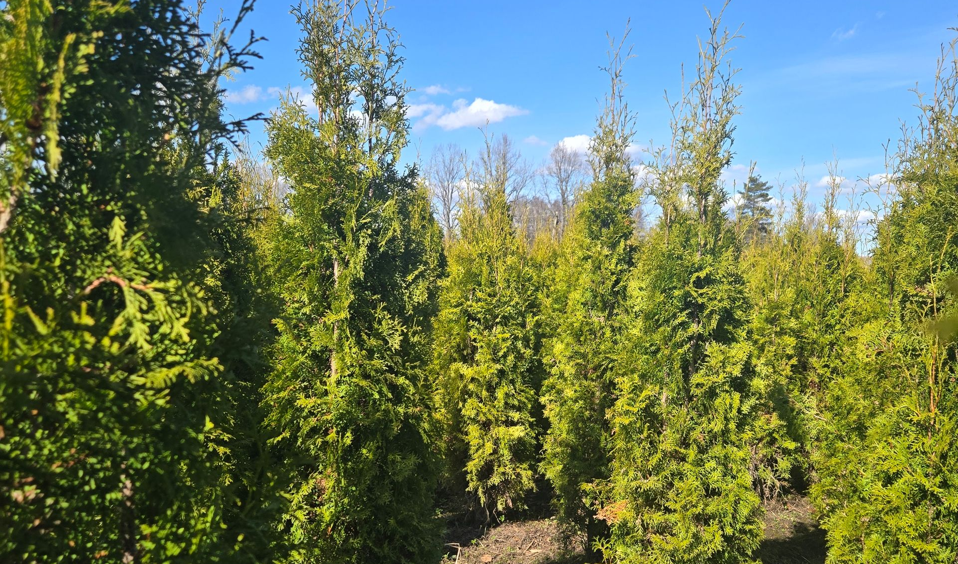 Tūju stādīšanas sezon ir sākusies! Akcijas ietvaros pieejamas lielās tūjas:
- Columna 180-200cm par 25 EUR,
- Columna 200-220cm par 29 EUR.
Akcija spēkā līdz 31.05.2026.
Tālr.rezervācijai + 371 29 425 883.