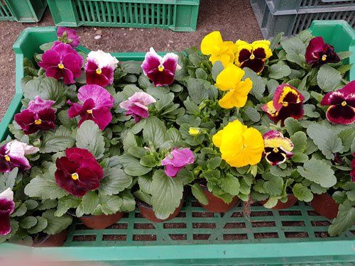 Informācija par izbraukuma tirdzniecību