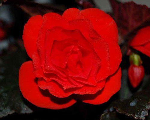 Nonstop Mocca Scarlet