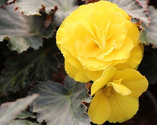 Nonstop Mocca Yellow